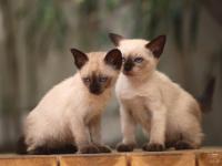 飼養一只布偶貓多少錢(qián)？成本多少？