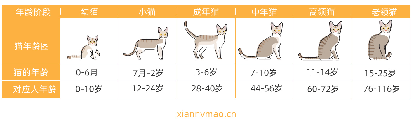 貓年齡.jpg