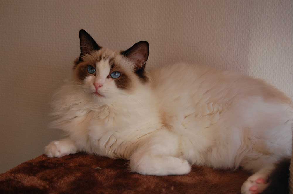 Ragdoll-cat-02.jpg